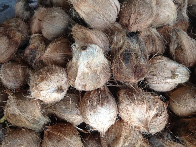 Quality young coconuts ready for processing