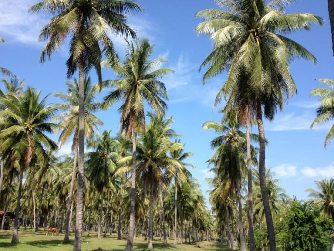 Mature Thai coconut plantation for coconut water production