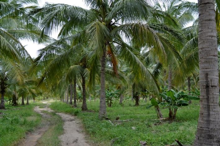Thai coconut plantation with young coconut trees aged 4 to 5 years for coconut water production