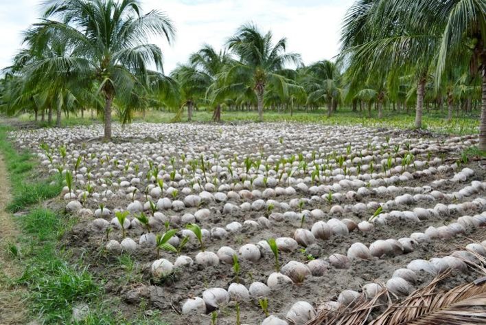 Young coconut seedling before growing in Thailand
