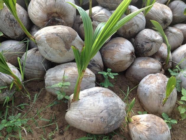Young Thai coconuts growing naturally in Thailand for coconut water sourcing