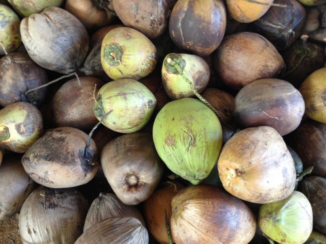 Harvesting Thai coconuts for coconut water export