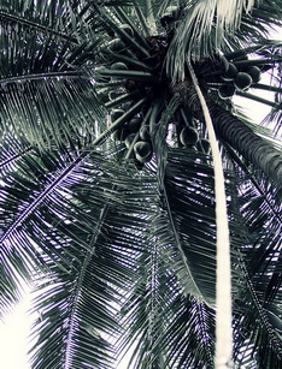 Thai coconut trees in tropical groves for premium coconut water from Thailand